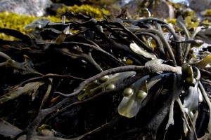 seaweed-991706_640